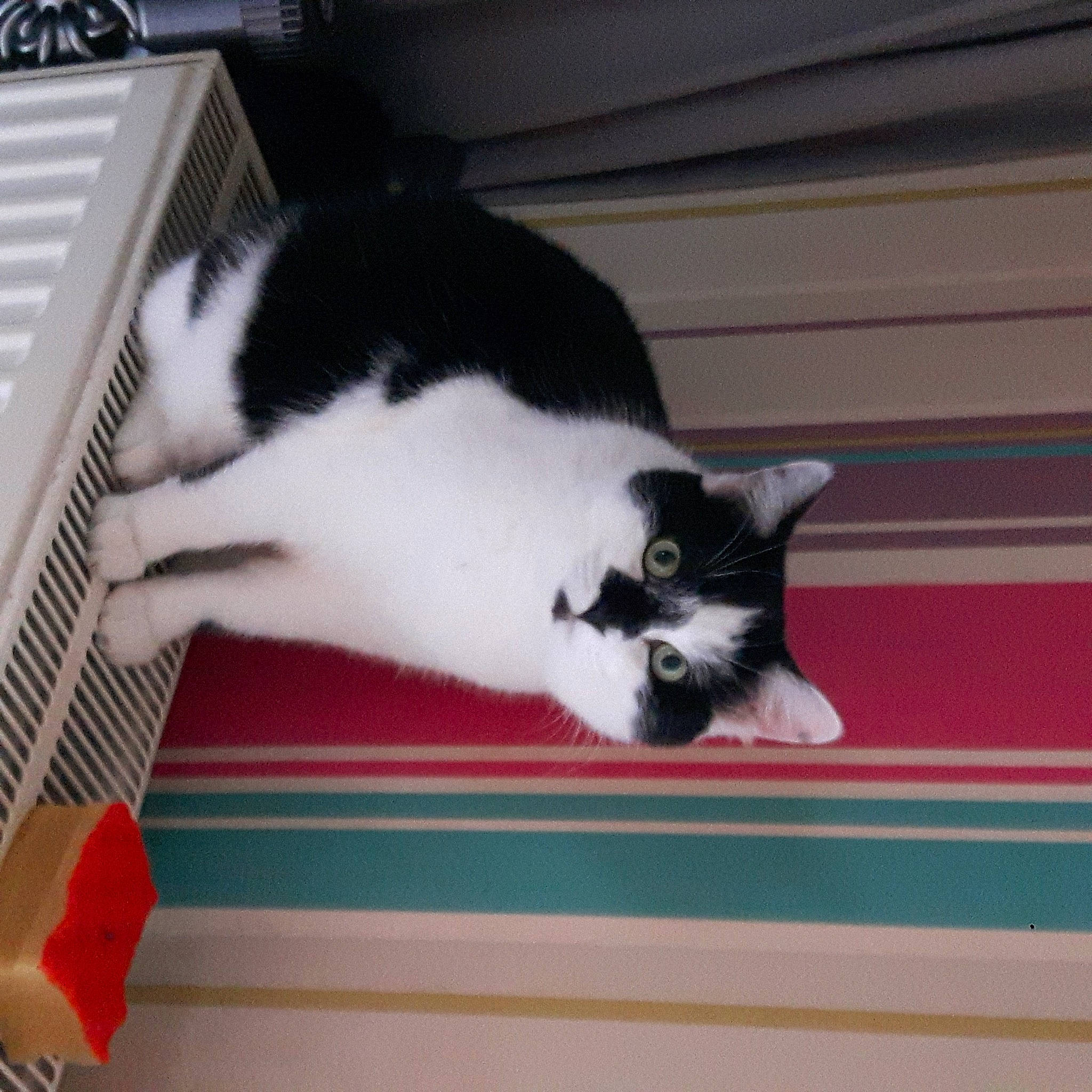 Dori participe au concours pour gagner de l'argent avec cette photo : carmine, carnivore, cat, domestic_short_haired_cat, felidae, flooring, fur, hardwood, mammal, paw, room, small_to_medium_sized_cats, tail, vertebrate, whiskers, window, wood