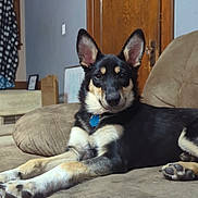 Eloise is registered to the contest to win money with this photo: dog, indoor, couch, relaxed, paws, wooden_door, pet, fur, ears, black_and_tan, collar, living_room, furniture, home, canine, animal, resting, alert, comfortable, domestic