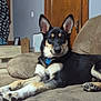 dog, indoor, couch, relaxed, paws, wooden_door, pet, fur, ears, black_and_tan, collar, living_room, furniture, home, canine, animal, resting, alert, comfortable, domestic