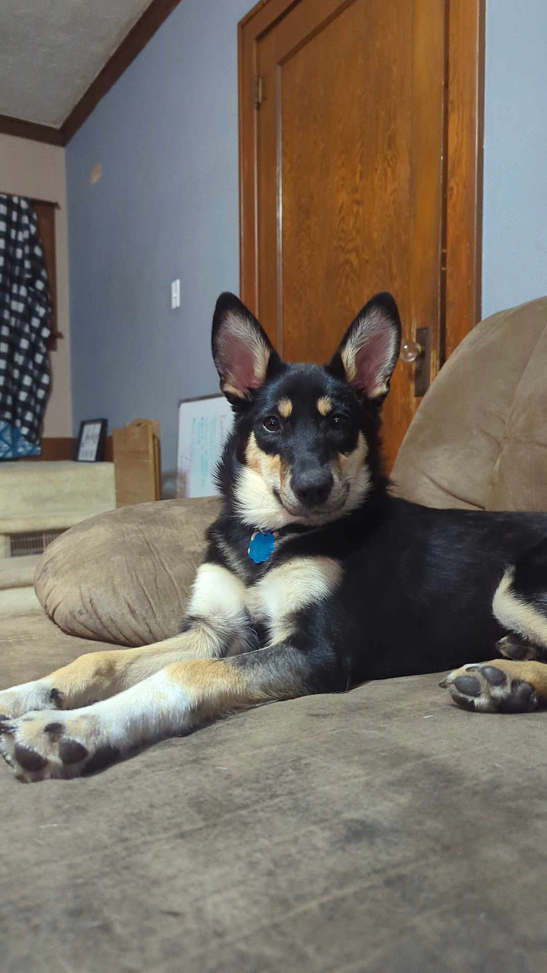 Eloise is registered to the contest to win money with this photo: dog, indoor, couch, relaxed, paws, wooden_door, pet, fur, ears, black_and_tan, collar, living_room, furniture, home, canine, animal, resting, alert, comfortable, domestic