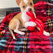 Lucy is registered to the contest to win money with this photo: puppy, dog, toy, red_toy, plaid_blanket, blanket, indoor, office, computer_monitor, desk_phone, small_dog, cute, pet, chewing, white_paw, brown_paw, ears, tail, fur, animal
