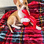 puppy, dog, toy, red_toy, plaid_blanket, blanket, indoor, office, computer_monitor, desk_phone, small_dog, cute, pet, chewing, white_paw, brown_paw, ears, tail, fur, animal