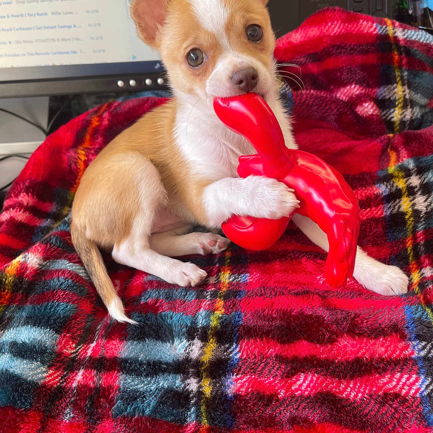 Lucy is registered to the contest to win money with this photo: animal, blanket, brown_paw, chewing, computer_monitor, cute, desk_phone, dog, ears, fur, indoor, office, pet, plaid_blanket, puppy, red_toy, small_dog, tail, toy, white_paw