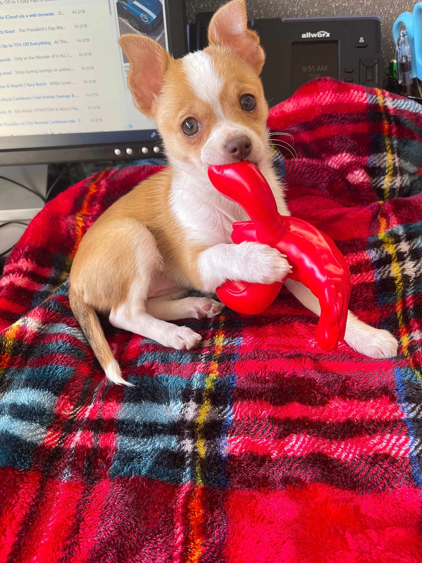 Lucy is registered to the contest to win money with this photo: puppy, dog, toy, red_toy, plaid_blanket, blanket, indoor, office, computer_monitor, desk_phone, small_dog, cute, pet, chewing, white_paw, brown_paw, ears, tail, fur, animal