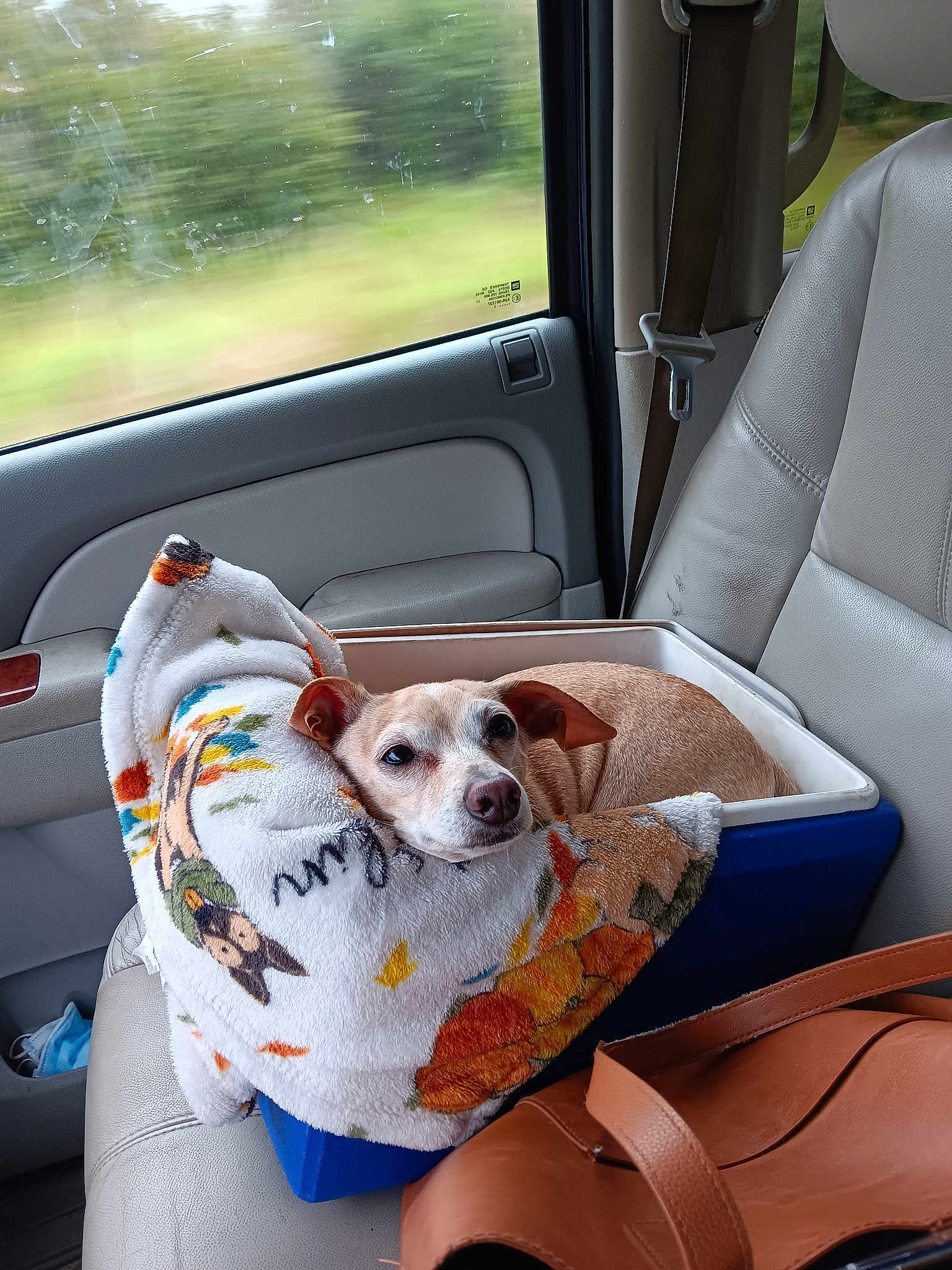 Gracie