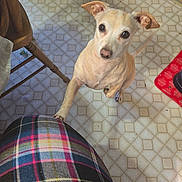 Gracie Rose joined the competition — help win amazing prizes! dog, small_dog, light_tan, paw, looking_up, floor, tile_floor, plaid, clothing, chair, wooden_chair, indoor, pet, animal, cute, ears, tail, human_leg, knee, domestic