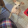 dog, small_dog, light_tan, paw, looking_up, floor, tile_floor, plaid, clothing, chair, wooden_chair, indoor, pet, animal, cute, ears, tail, human_leg, knee, domestic