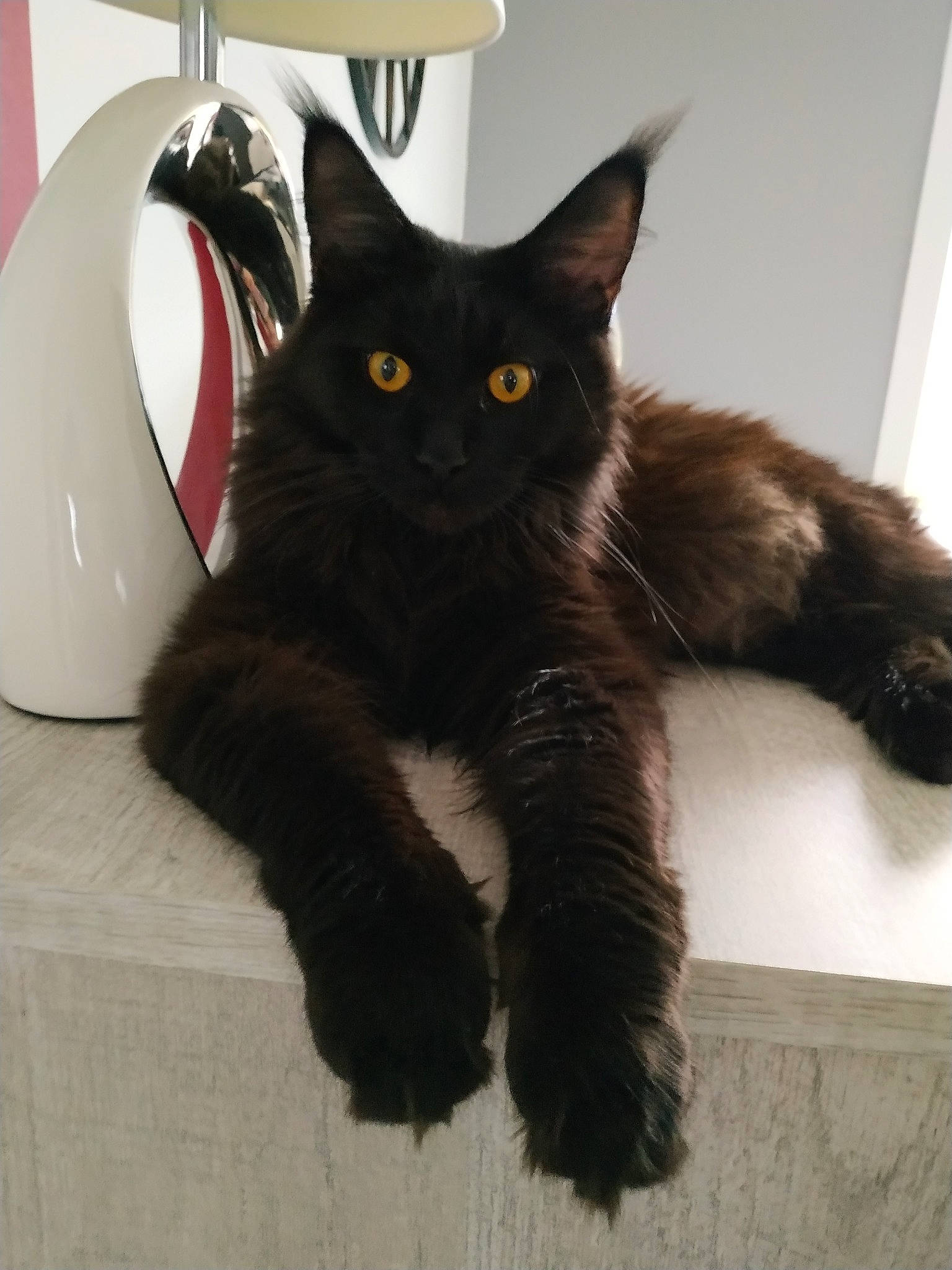 Ombre participe au concours pour gagner de l'argent avec cette photo : asian, black_cat, carnivore, cat, claw, domestic_long_haired_cat, domestic_short_haired_cat, ear, felidae, fur, kitten, maine_coon, mammal, norwegian_forest_cat, paw, polydactyl_cat, small_to_medium_sized_cats, tail, whiskers