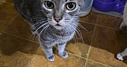 Leticio joined the competition — help win amazing prizes! cat, gray_cat, tabby, pet, indoor, floor, tile_floor, water_dispenser, purple_bowls, curious, green_eyes, animal, whiskers, ears, tail, domestic_cat, looking_up, close_up, home, feline