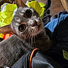 Leticio joined the competition — help win amazing prizes! cat, gray_cat, pet, animal, curious, wide_eyes, whiskers, indoor, clothing, jacket, yellow_jacket, floor, wooden_floor, fabric, zipper, close_up, portrait, feline, domestic_cat, household