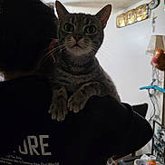 Leticio joined the competition — help win amazing prizes! cat, tabby, pet, indoor, shoulder, person, back_view, curious, whiskers, feline, domestic, animal, home, clutter, lamp, wall_art, tape, container, dark_hair, black_clothing