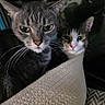 Leticio is registered to the contest to win money with this photo: cat, pets, animal, feline, basket, closeup, eyes, whiskers, indoor, two_cats, gray_cat, tabby_cat, cute, curious, looking, face, fur, nose, ears, domestic_animal