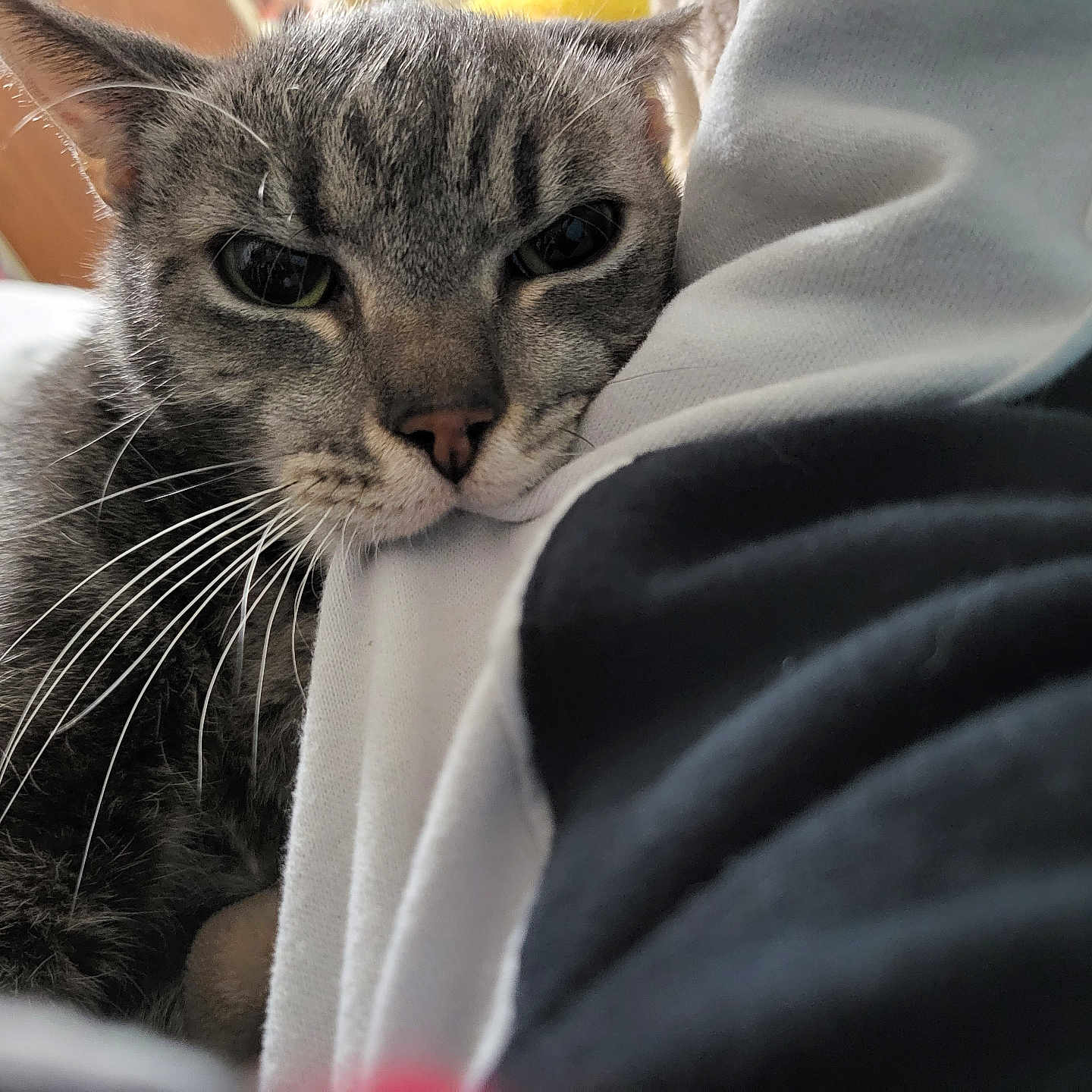Leticio joined the competition — help win amazing prizes! cat, tabby, close_up, indoor, resting, relaxed, whiskers, fur, face, pet, cozy, soft, fabric, grey, animal, cute, domestic_animal, sleepy, comfort, portrait
