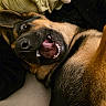dog, german_shepherd, pet, playful, lying_down, blanket, stuffed_animal, cozy, mouth_open, teeth, tongue, fur, ears, indoor, cute, animal, expression, face, relaxed, sleepy