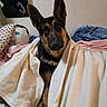Kaido joined the competition — help win amazing prizes! dog, german_shepherd, blanket, bed, plush_doll, ears, indoor, fur, pet, cozy, curious, wrapped, comfort, soft, portrait, animal, cute, resting, home, furniture