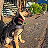 Kaido is registered to the contest to win money with this photo: dog, puppy, german_shepherd, harness, collar, sidewalk, tree, leaves, stairs, outdoor, sunlight, shadow, leash, pet, animal, daytime, pavement, greenery, nature, alert