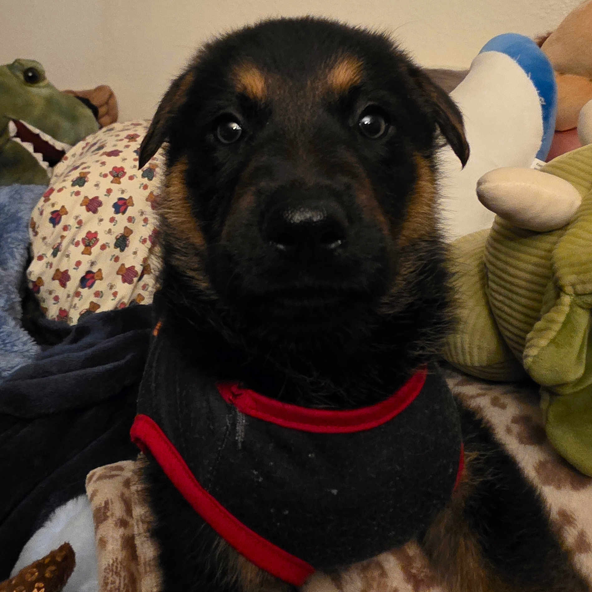 Kaido is registered to the contest to win money with this photo: puppy, german_shepherd, dog, close_up, black_and_tan, jacket, stuffed_animals, plush_toys, blanket, cozy, indoors, cute, pet, animal, fur, face, ears, eyes, nose, soft