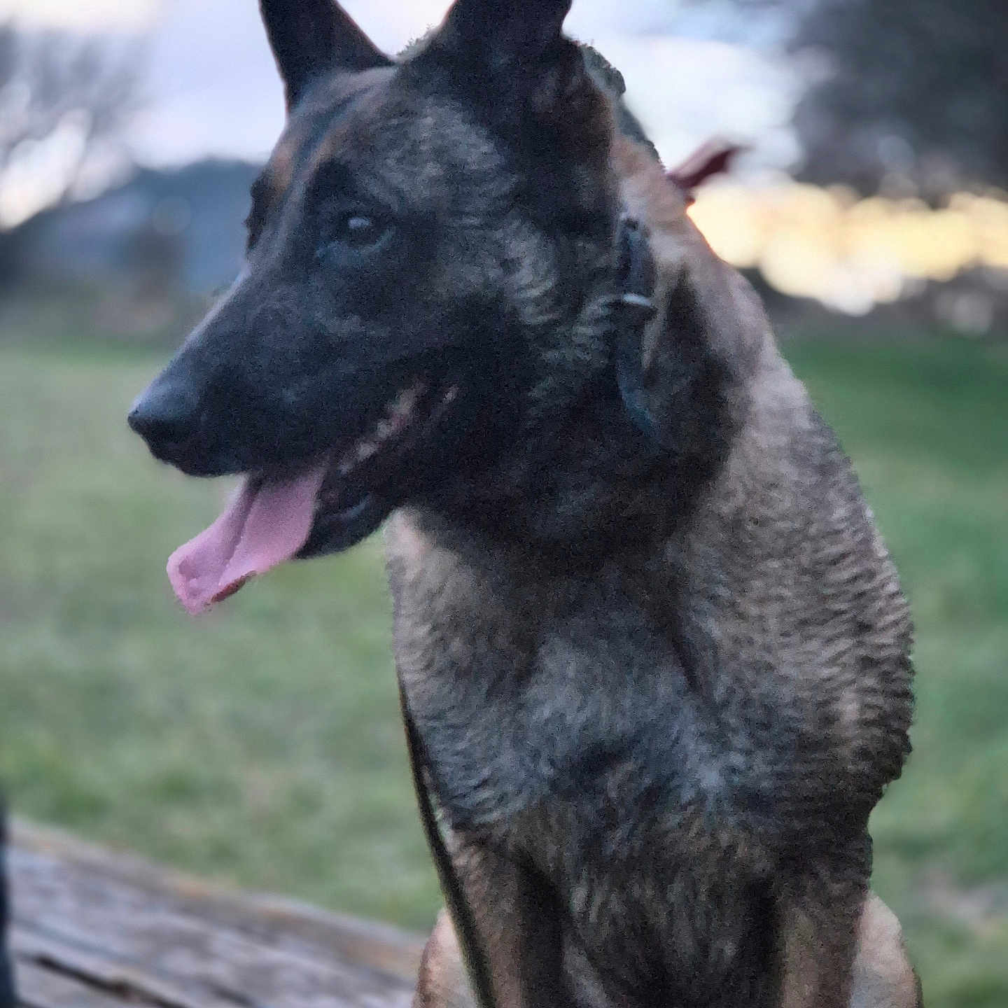 Pinky a rejoint le concours — aidez-le/la à gagner de superbes lots ! animal, bench, blurred_background, canine, collar, cute, daylight, dog, fur, german_shepherd, grass, happy, leash, nature, outdoor, pet, portrait, sitting, tongue_out, tree