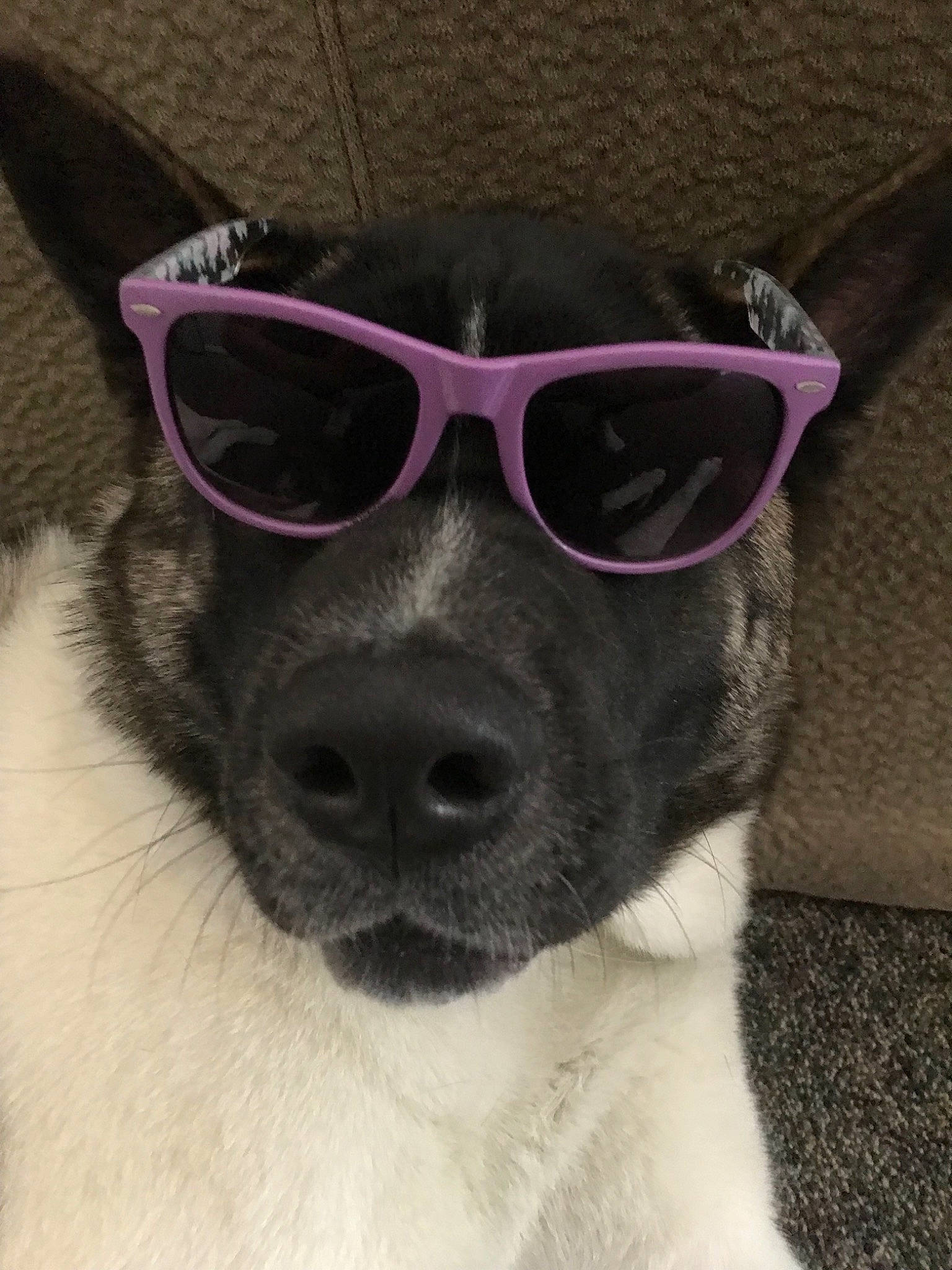 Rya is registered to the contest to win money with this photo: carnivore, collar, companion_dog, dog, dog_breed, dog_collar, ear, eyewear, fawn, glasses, goggles, grey, head, outerwear, pet_supply, snout, sunglasses, vision_care, whiskers, working_animal