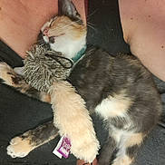 Sallie joined the competition — help win amazing prizes! adorable, animal, calico, chest, claws, collar, cute, fluffy, fur, indoor, kitten, nap, person, pet, relaxed, resting, sleeping, snuggle, toy, whiskers