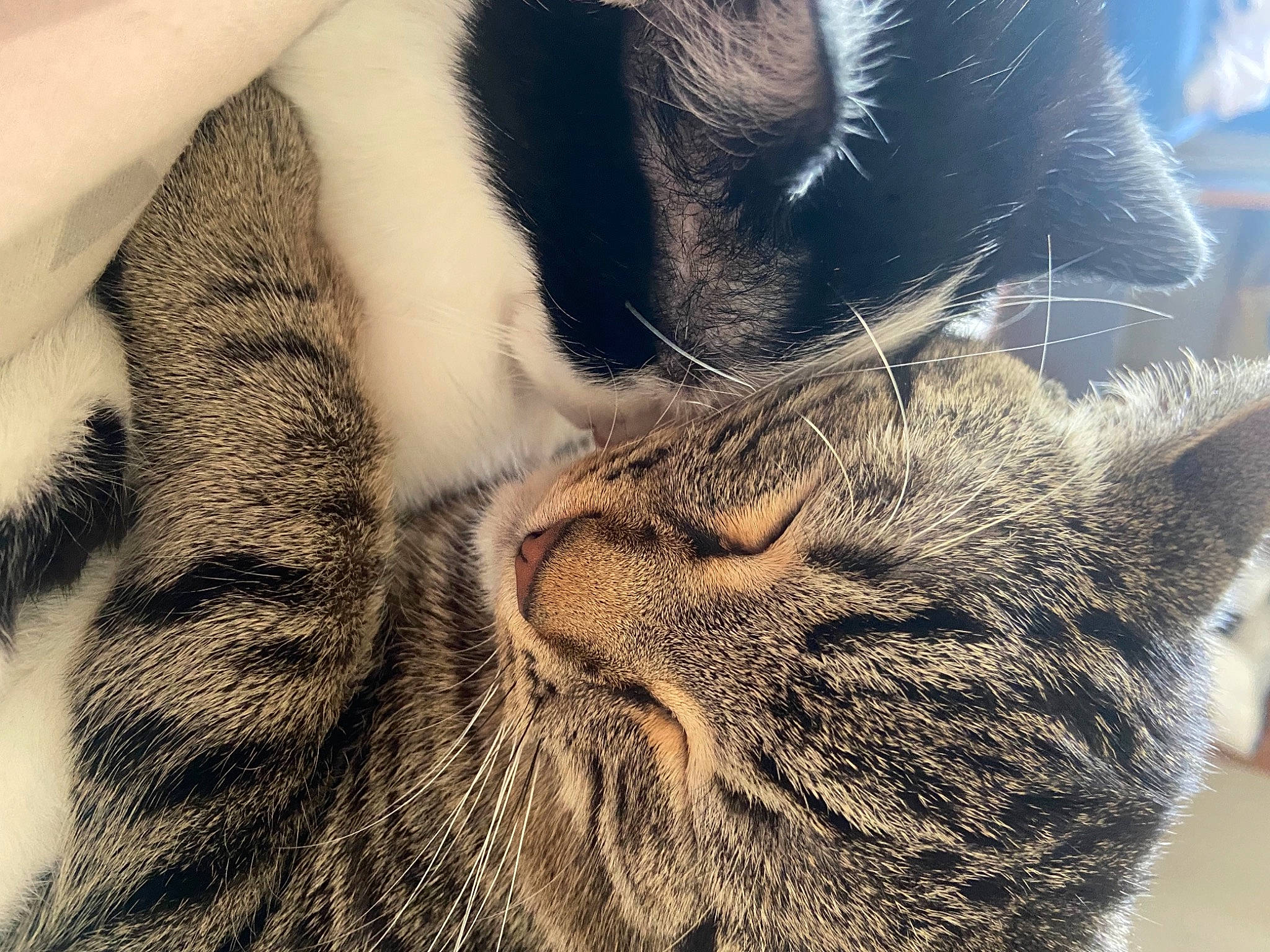 Thyrion a rejoint le concours — aidez-le/la à gagner de superbes lots ! carnivore, cat, claw, comfort, domestic_short_haired_cat, ear, felidae, fur, nap, nose, pattern, paw, sky, small_to_medium_sized_cats, snout, tail, terrestrial_animal, tree, vertebrate, whiskers