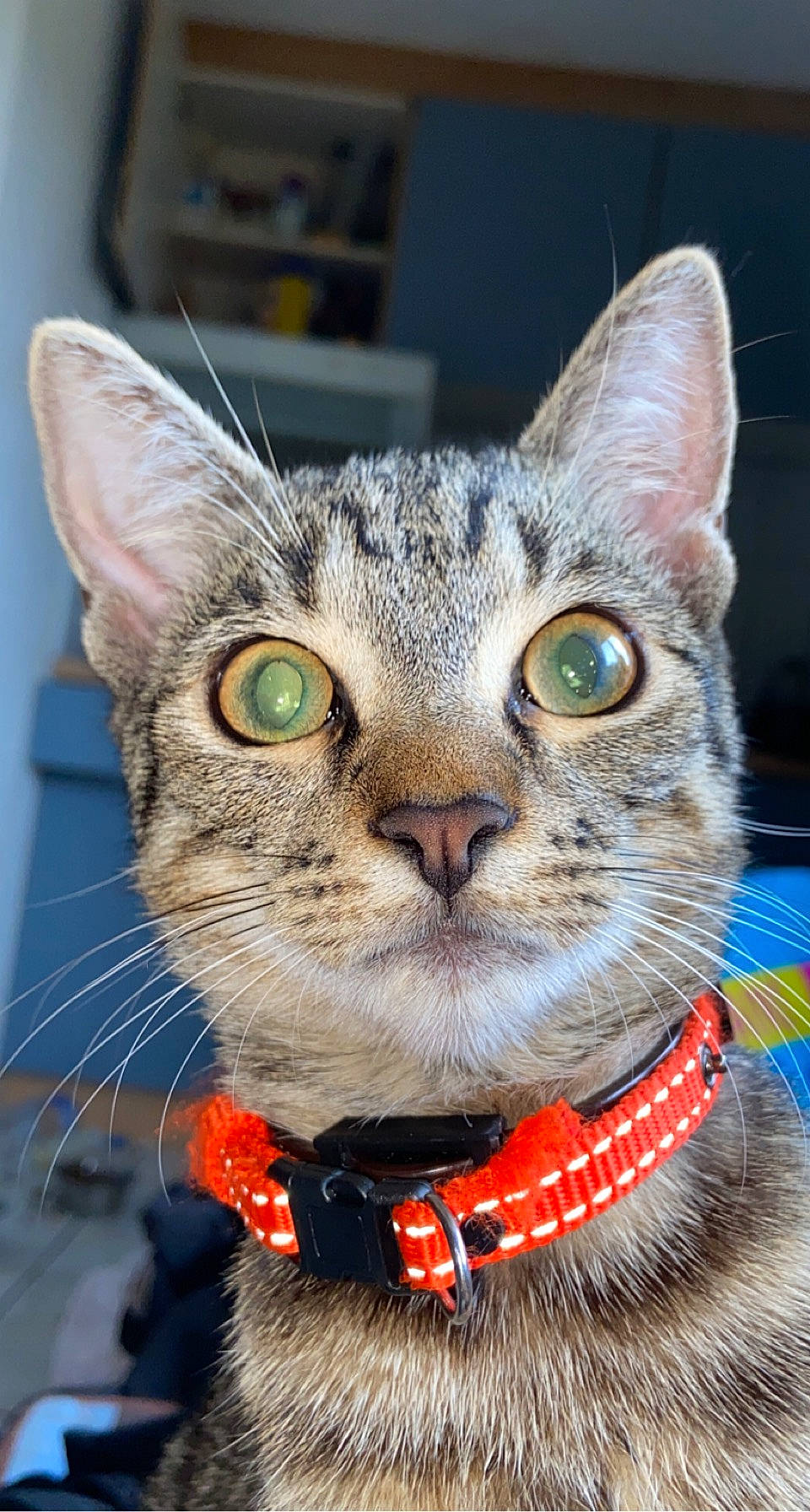 Thyrion a rejoint le concours — aidez-le/la à gagner de superbes lots ! art, carnivore, cat, collar, dog_collar, domestic_short_haired_cat, event, fashion_accessory, felidae, fur, grass, iris, leash, pet_supply, small_to_medium_sized_cats, snout, whiskers