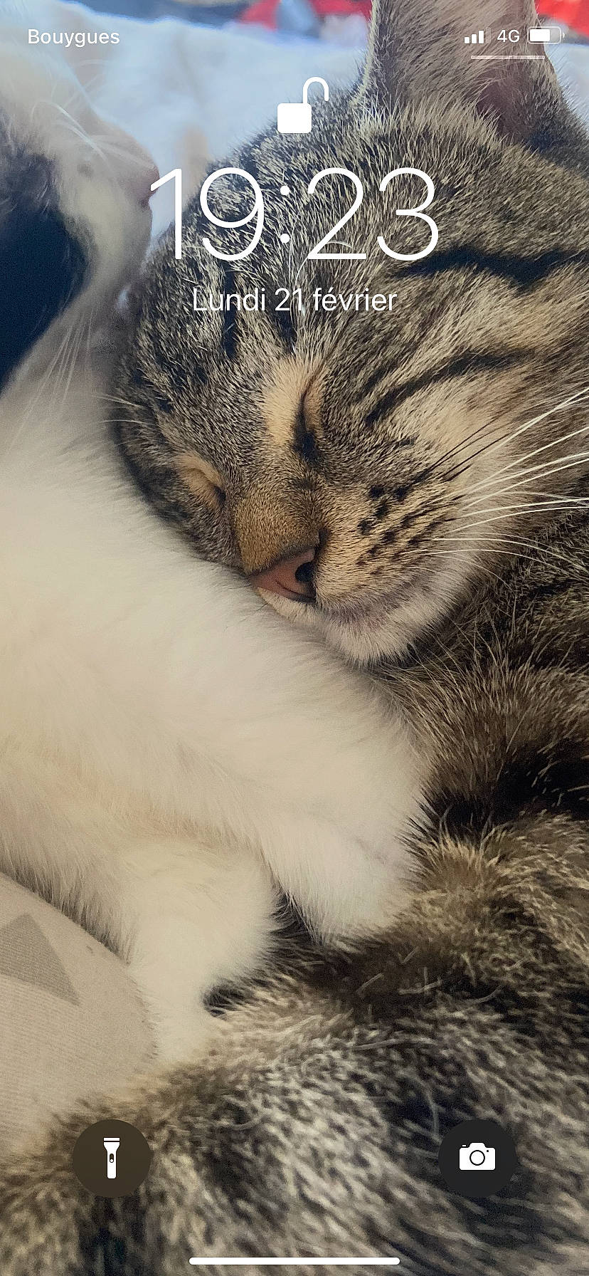 Thyrion a rejoint le concours — aidez-le/la à gagner de superbes lots ! big_cats, carnivore, cat, claw, cloud, domestic_short_haired_cat, fawn, felidae, fur, grass, paw, photo_caption, sky, small_to_medium_sized_cats, snout, tail, terrestrial_animal, whiskers, wildlife, window