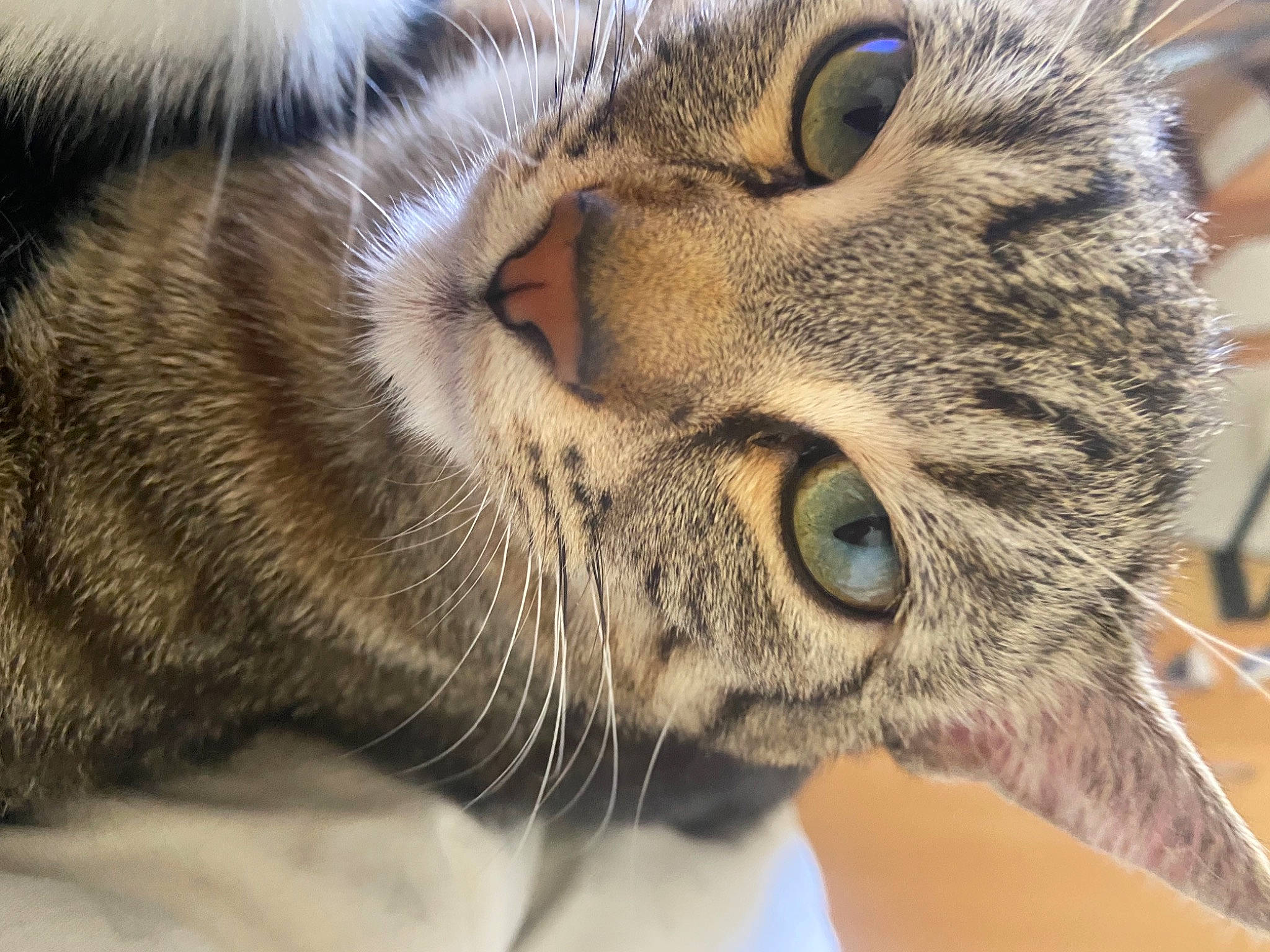 Thyrion a rejoint le concours — aidez-le/la à gagner de superbes lots ! carnivore, cat, close_up, domestic_short_haired_cat, eye, felidae, fur, head, iris, macro_photography, paw, photography, small_to_medium_sized_cats, snout, terrestrial_animal, whiskers, wildlife