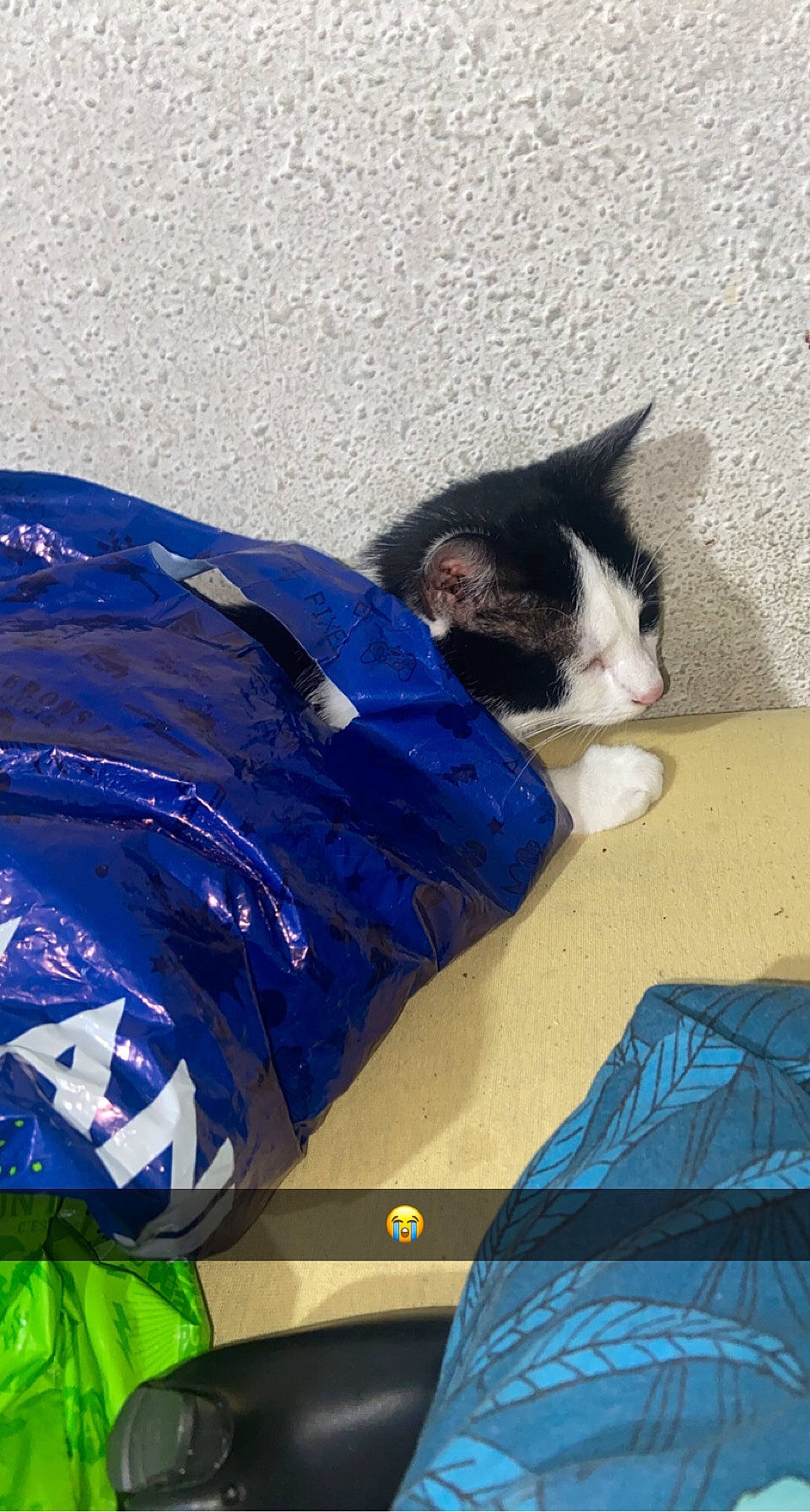 Mik participe au concours pour gagner de l'argent avec cette photo : automotive_exterior, bag, carnivore, cat, comfort, domestic_short_haired_cat, electric_blue, felidae, fur, human_leg, linens, luggage_and_bags, personal_protective_equipment, recreation, sky, small_to_medium_sized_cats, sportswear, tail, tints_and_shades, whiskers