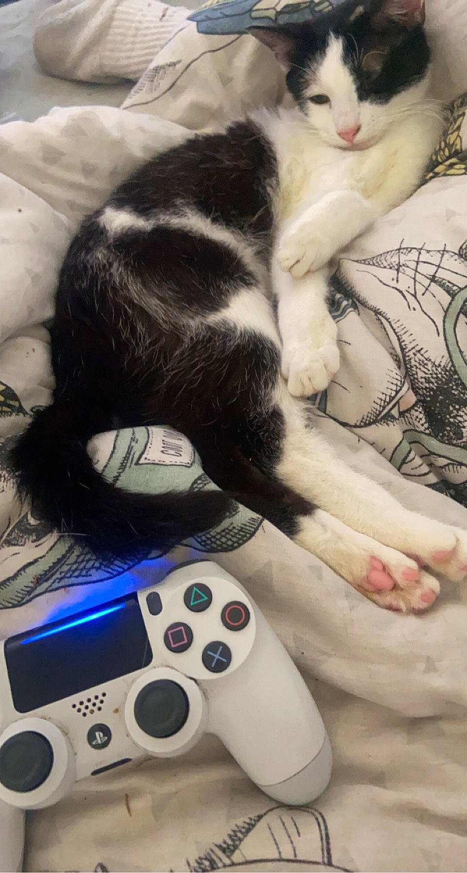 Mik participe au concours pour gagner de l'argent avec cette photo : black, carnivore, cat, comfort, companion_dog, electronic_device, electronic_instrument, felidae, gadget, game_controller, input_device, joystick, peripheral, photograph, small_to_medium_sized_cats, snapshot, video_game_accessory, video_game_console, whiskers, white