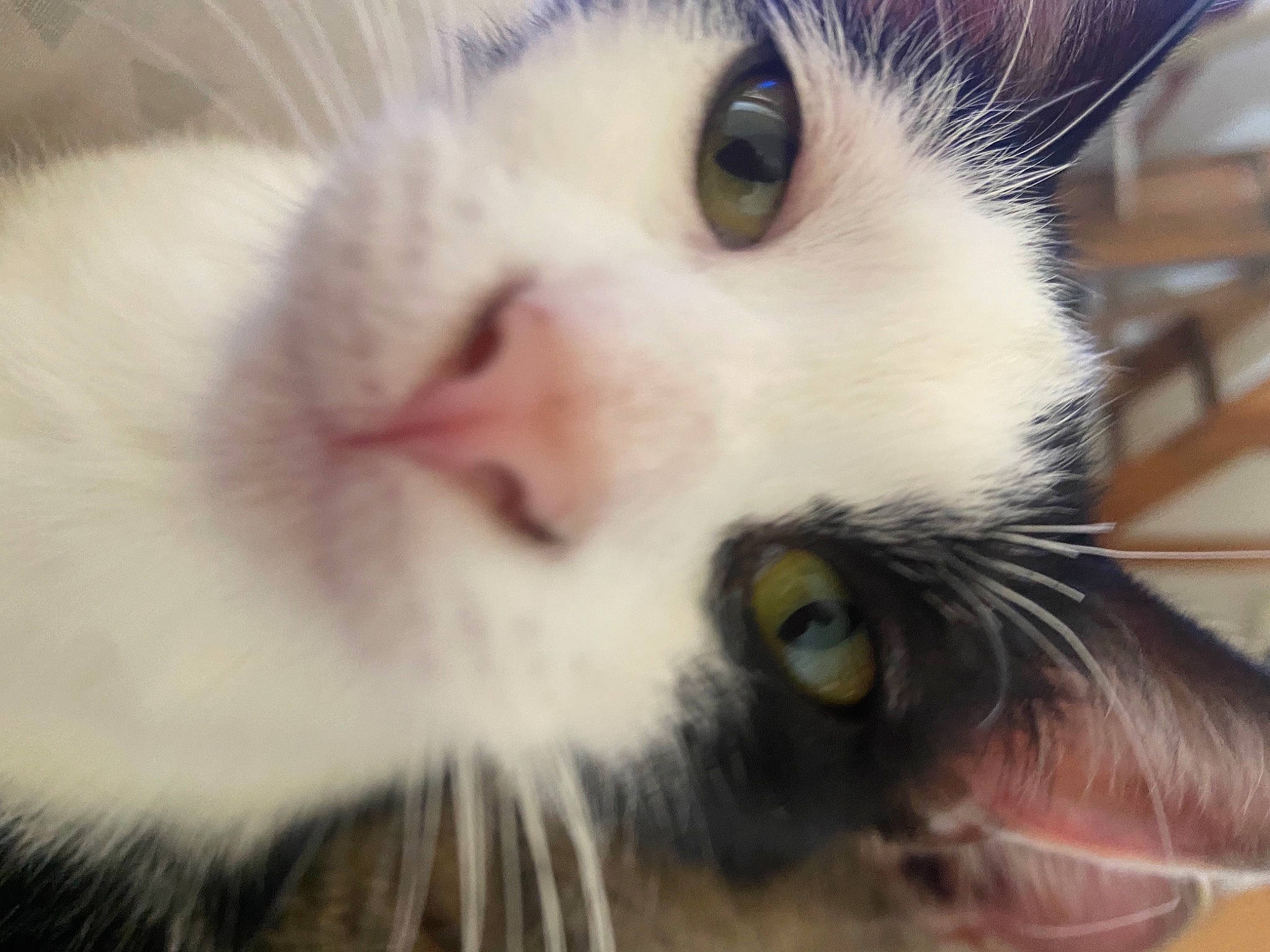 Mik participe au concours pour gagner de l'argent avec cette photo : carnivore, cat, close_up, domestic_short_haired_cat, ear, eye, eyebrow, eyelash, felidae, fur, head, iris, nose, paw, photography, small_to_medium_sized_cats, snout, whiskers