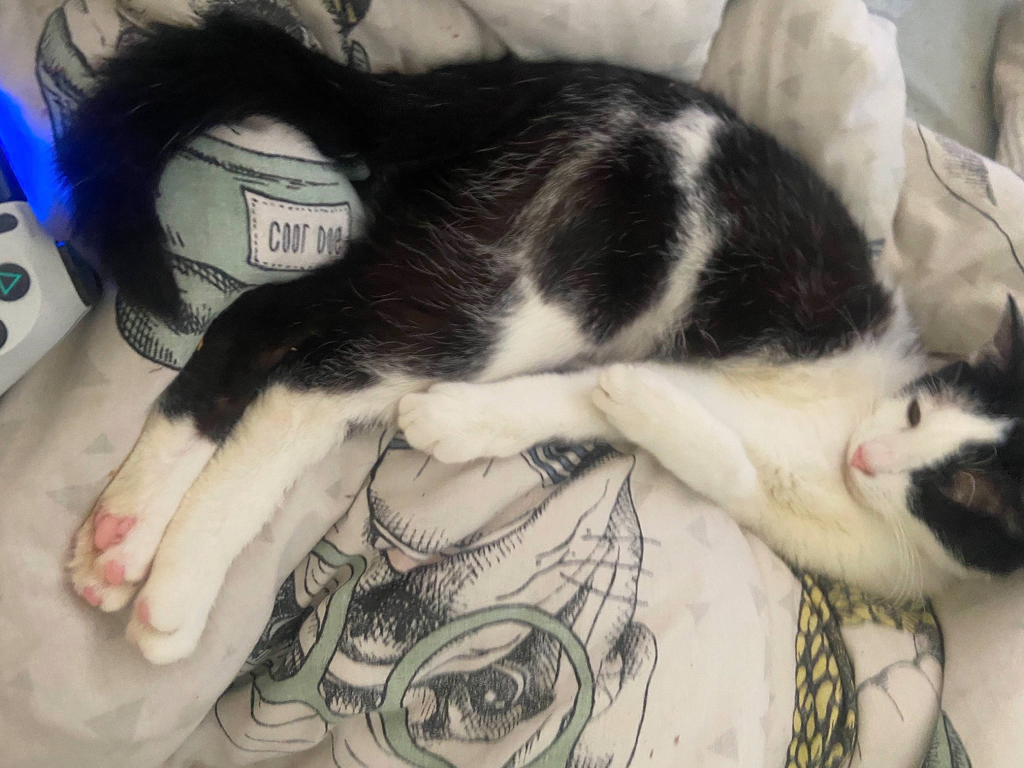 Mik participe au concours pour gagner de l'argent avec cette photo : black_hair, carnivore, cat, chest, claw, comfort, companion_dog, dog_breed, domestic_short_haired_cat, felidae, foot, fur, gesture, human_leg, paw, small_to_medium_sized_cats, snout, tail, tree, whiskers