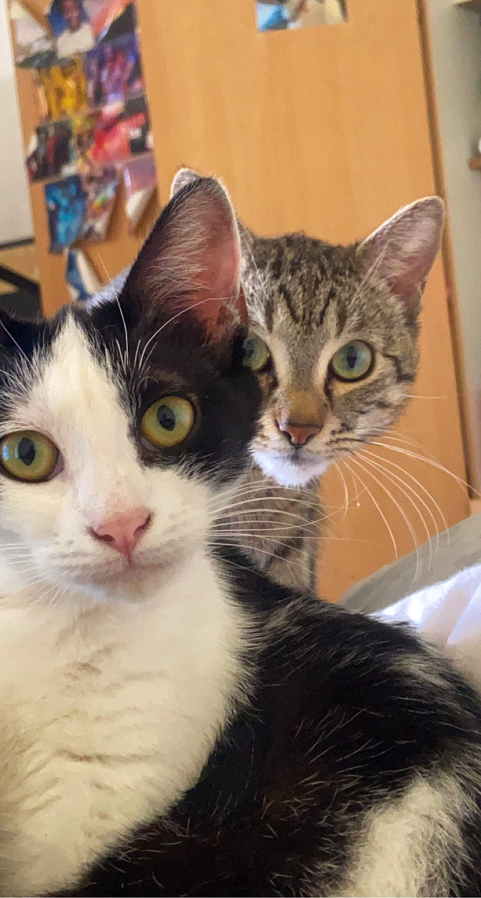 Mik participe au concours pour gagner de l'argent avec cette photo : carnivore, cat, comfort, domestic_short_haired_cat, eye, felidae, fur, paw, selfie, small_to_medium_sized_cats, snout, whiskers