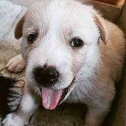 Jupiter participe au concours pour gagner de l'argent avec cette photo : puppy, dog, close_up, tongue_out, nose, eyes, fur, whiskers, paw, cute, adorable, pet, young, playful, portrait, indoor, cuddly, companion, happy, blanket