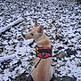 Jupiter a rejoint le concours — aidez-le/la à gagner de superbes lots ! dog, canine, harness, snow, forest, trees, leaves, winter, outdoor, looking_back, leash, rocks, trail, nature, sitting, back_view, portrait, erect_ears, cold, adventure