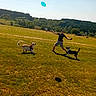 action, canine, dog, field, frisbee, grass, hills, joyful, landscape, outdoors, park, person, pet, playing, recreation, running, summer, sunny, throwing, trees