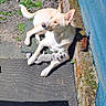blue_netting, brick_wall, canine, dog, ears, grass, mat, moss, outdoor, pavement, paws, pet, playful, plush_toy, resting, shadow, sunlight, toy, watchful, yard
