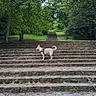 Jupiter a rejoint le concours — aidez-le/la à gagner de superbes lots ! adventure, canine, daylight, dog, exploring, forest, greenery, harness, leash, leaves, nature, outdoors, overcast, park, pathway, pavement, standing, steps, stone_stairs, trees