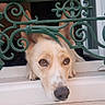 Jupiter a rejoint le concours — aidez-le/la à gagner de superbes lots ! balcony, close_up, curious, dog, dog_face, domestic_animal, ears, eyes, home, ironwork, nose, outdoor, paws, pet, portrait, railing, snout, waiting, white_sill, window