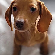 Hazel is registered to the contest to win money with this photo: adorable, animal, blanket, brown, close_up, cute, dog, ears, eyes, fur, indoors, looking, nose, pet, portrait, puppy, sitting, soft, whiskers, young
