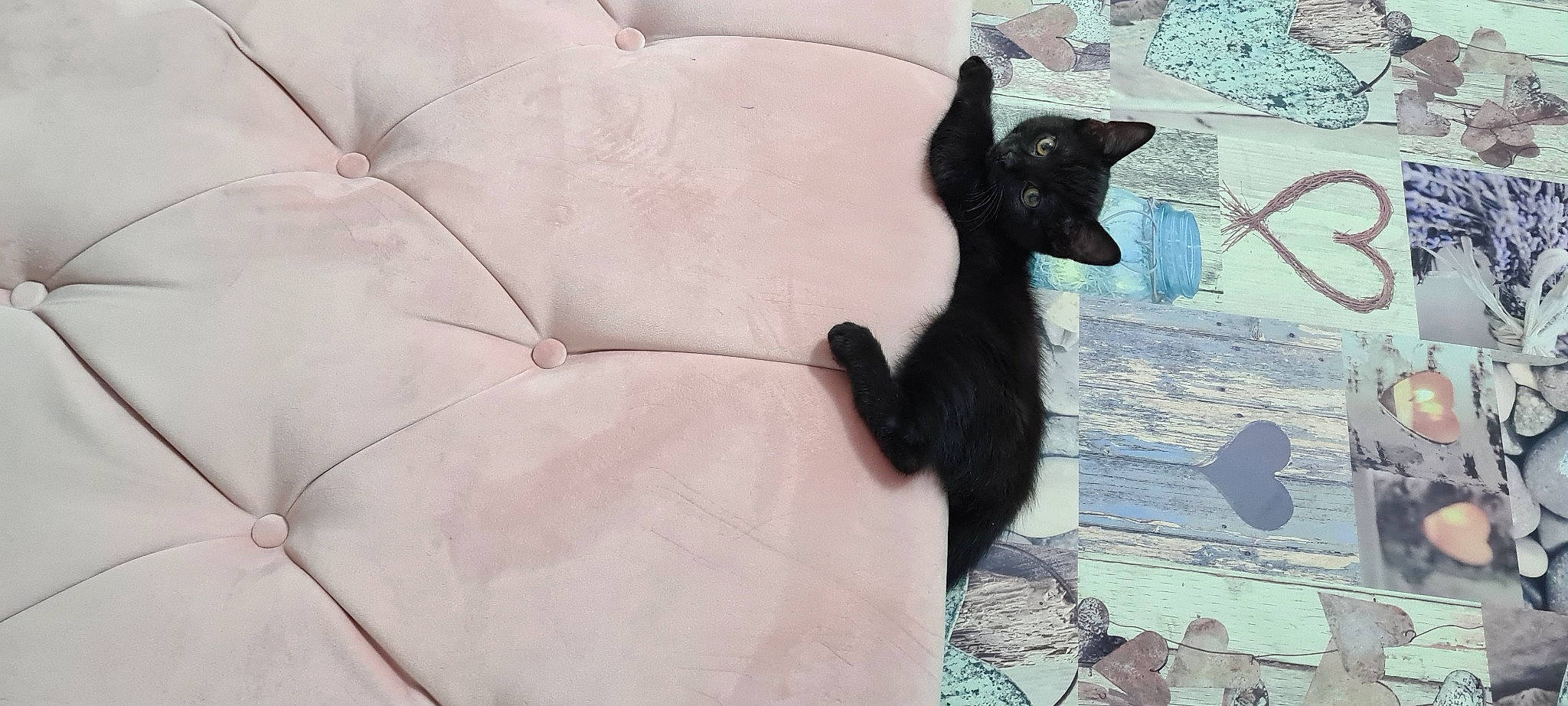 Bueno is registered to the contest to win money with this photo: art, black_cat, canidae, carnivore, cat, comfort, dog_breed, domestic_short_haired_cat, fawn, felidae, fur, grey, linens, small_to_medium_sized_cats, snout, tail, terrestrial_animal, whiskers, window, working_animal