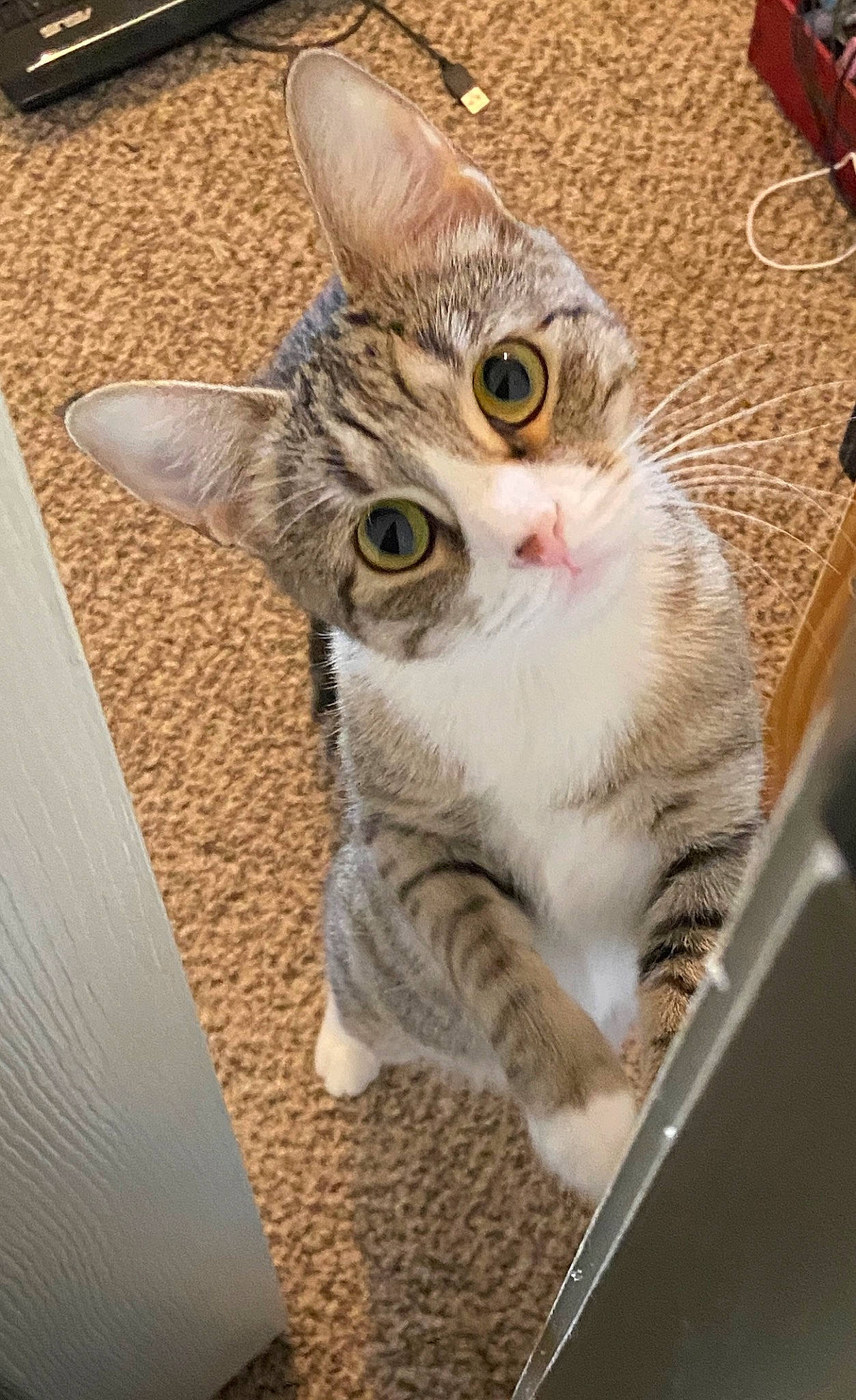 Bitsy joined the competition — help win amazing prizes! carnivore, cat, claw, domestic_short_haired_cat, eye, fawn, felidae, fur, paw, small_to_medium_sized_cats, snout, tail, whiskers, wood