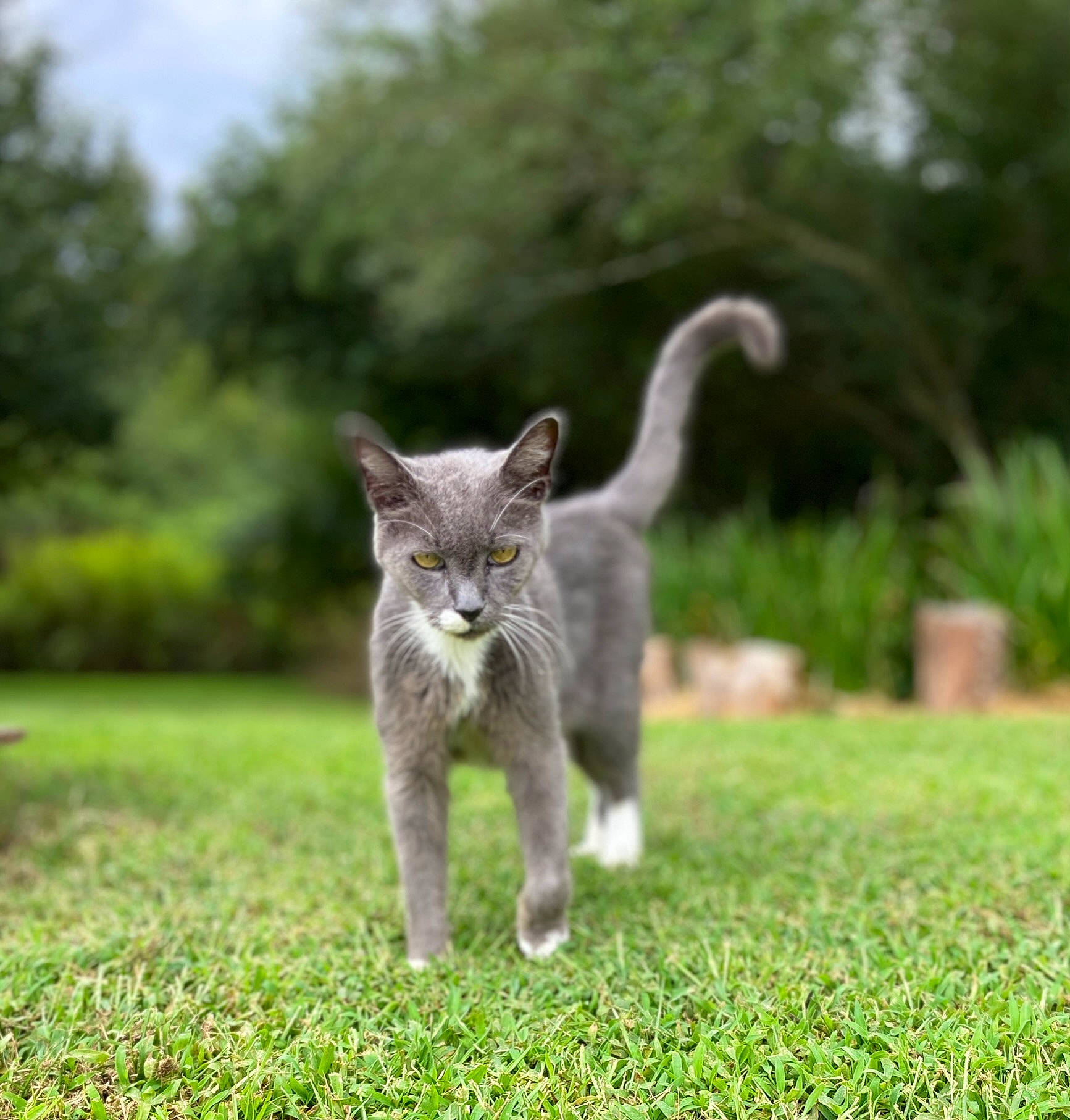 Thomas is registered to the contest to win money with this photo: carnivore, cat, domestic_short_haired_cat, eye, fawn, felidae, flowerpot, fur, grass, grassland, groundcover, pasture, plant, small_to_medium_sized_cats, snout, tail, terrestrial_animal, tree, whiskers, wildlife