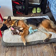 Shea joined the competition — help win amazing prizes! animal, blanket, blue_tabletop, cozy, dog, dog_bed, floor, furniture, german_shepherd, home, indoor, pet, puppy, red_table, resting, sleeping, stuffed_toy, sunlight, toy, wooden_floor