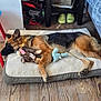 animal, blanket, blue_tabletop, cozy, dog, dog_bed, floor, furniture, german_shepherd, home, indoor, pet, puppy, red_table, resting, sleeping, stuffed_toy, sunlight, toy, wooden_floor