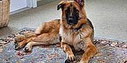 Shea is registered to the contest to win money with this photo: animal, basket, canine, carpet, chew_toy, dog, domestic, door, ears, floor, fur, german_shepherd, home, indoor, laying_down, paw, pet, puppy, rug, toy
