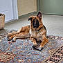 animal, basket, canine, carpet, chew_toy, dog, domestic, door, ears, floor, fur, german_shepherd, home, indoor, laying_down, paw, pet, puppy, rug, toy