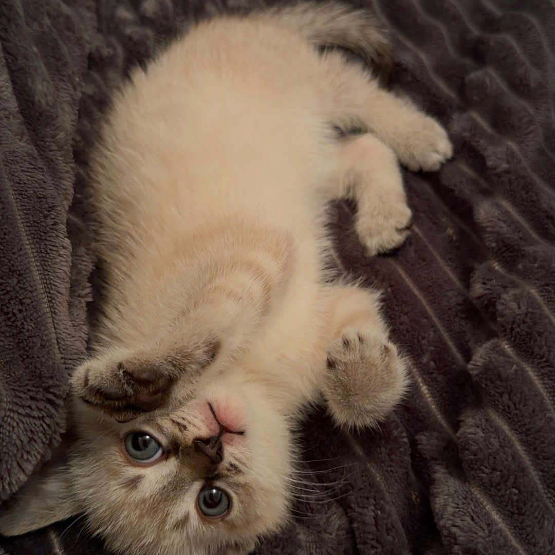 Poopie participe au concours pour gagner de l'argent avec cette photo : kitten, cat, lying_down, blue_eyes, fluffy, paw, blanket, indoor, pet, cute, fur, playful, young, soft_texture, relaxed, animal, whiskers, bedroom, cozy, curious