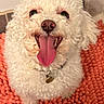 dog, white_dog, curly_fur, tongue_out, happy, pet, close_up, indoor, orange_rug, textured_rug, animal, canine, smiling, cute, fur, collar, nose, floor, domestic_animal, playful