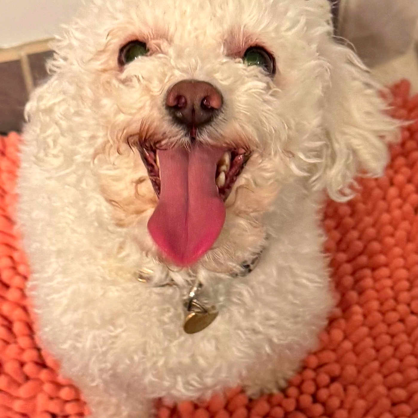 Finn joined the competition — help win amazing prizes! dog, white_dog, curly_fur, tongue_out, happy, pet, close_up, indoor, orange_rug, textured_rug, animal, canine, smiling, cute, fur, collar, nose, floor, domestic_animal, playful